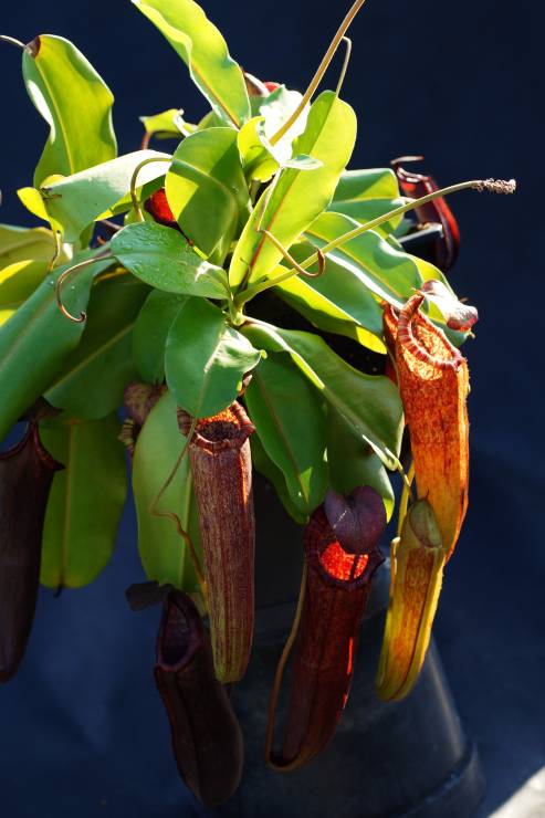Nepenthes densiflora x boschiana