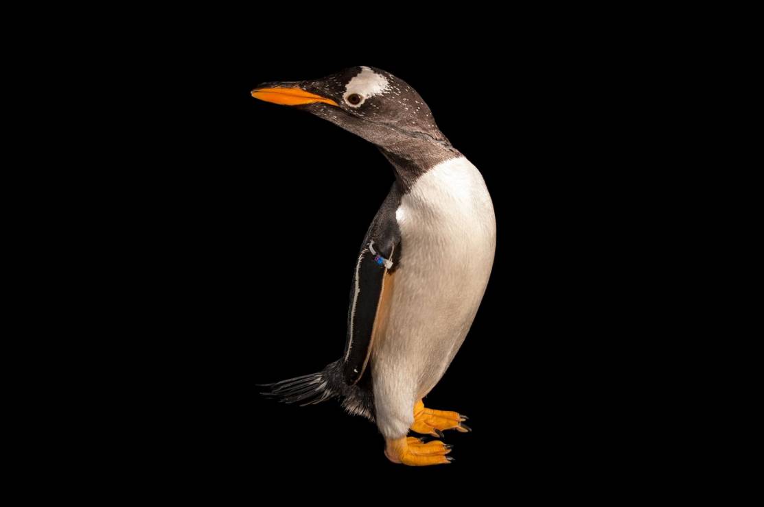 Pingwin białobrewy