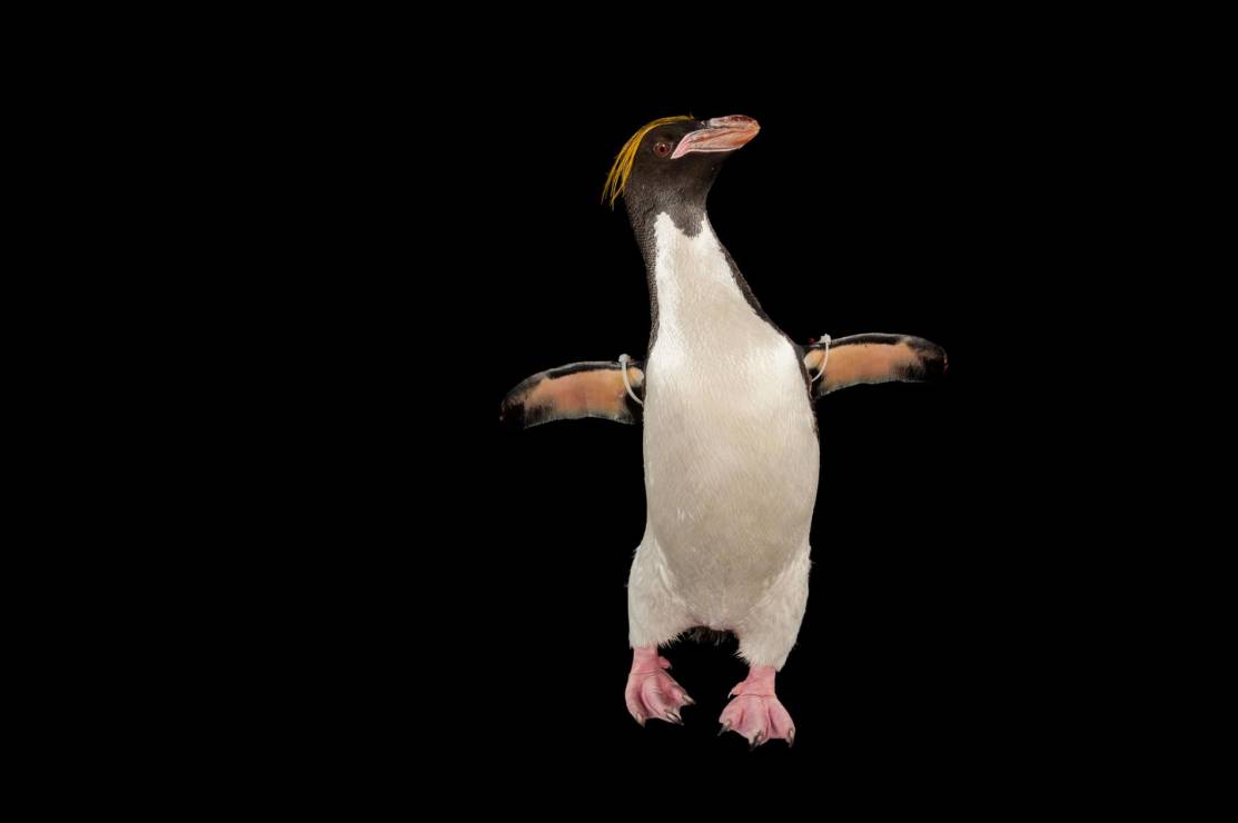 Pingwin złotoczuby