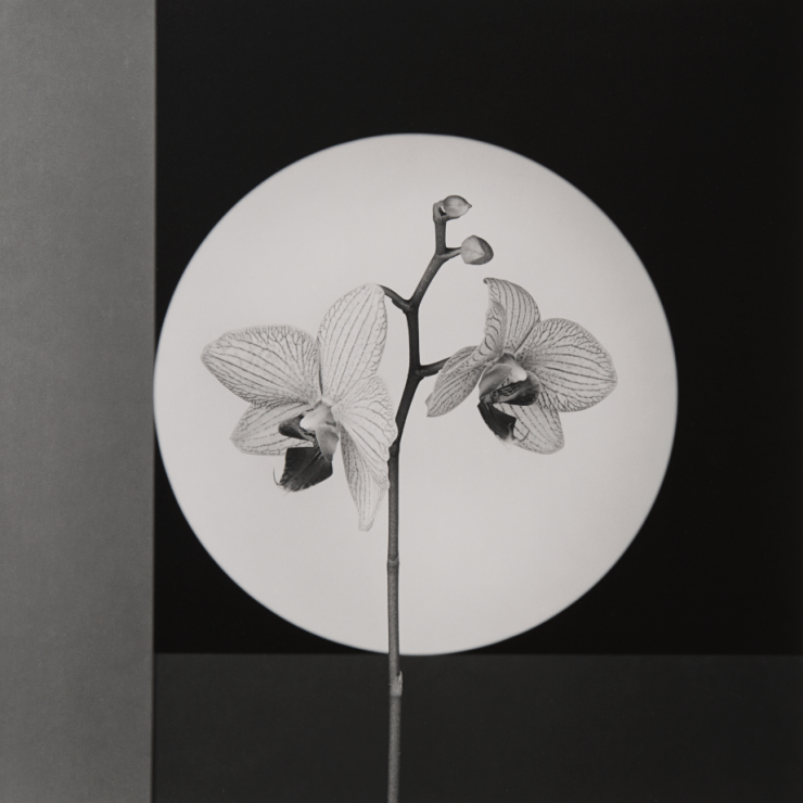 Robert Mapplethorpe, Orchidea