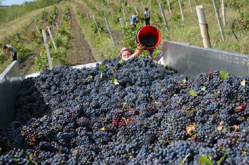 Mołdawia, winobranie