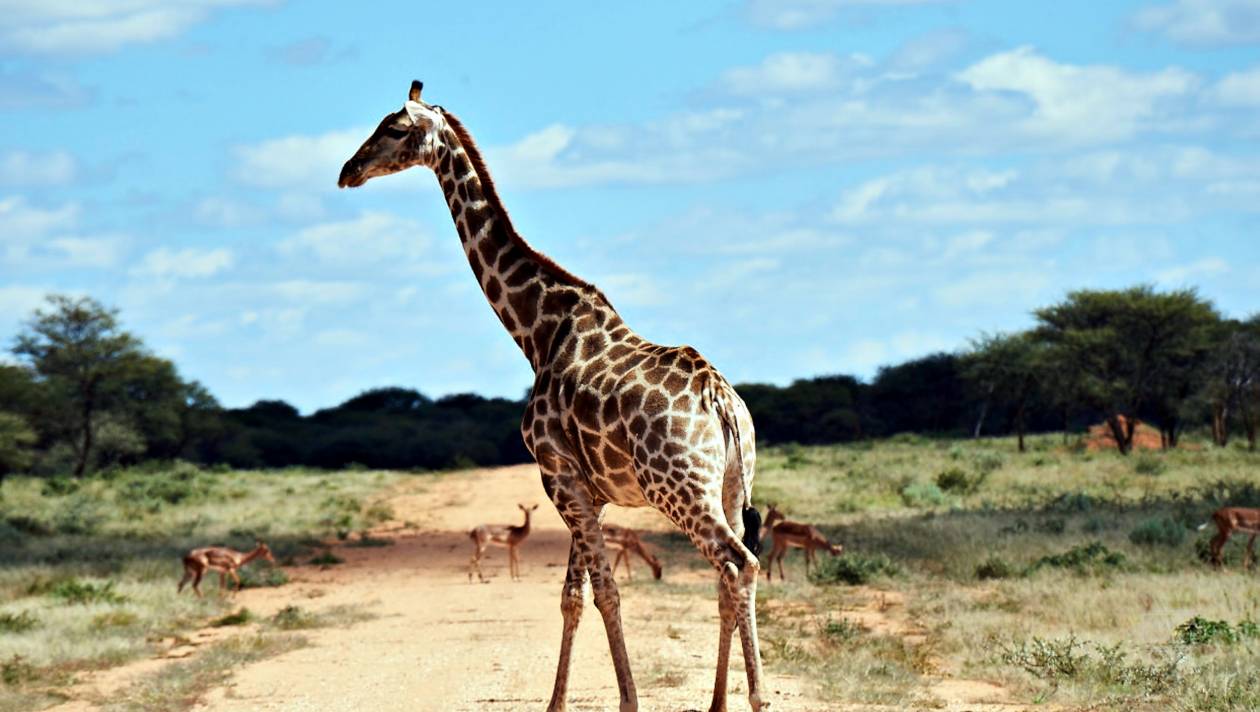 Żyrafa - starszy osobnik. Make a Change: Africa Camp