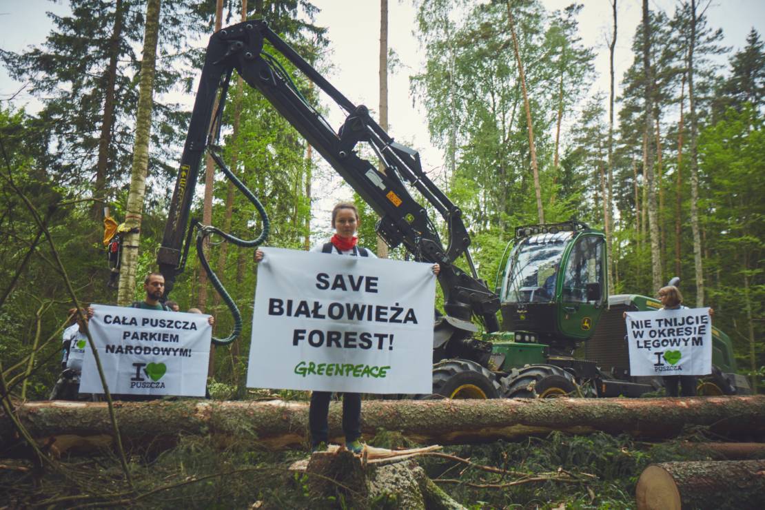 Protest w Puszczy Białowieskiej