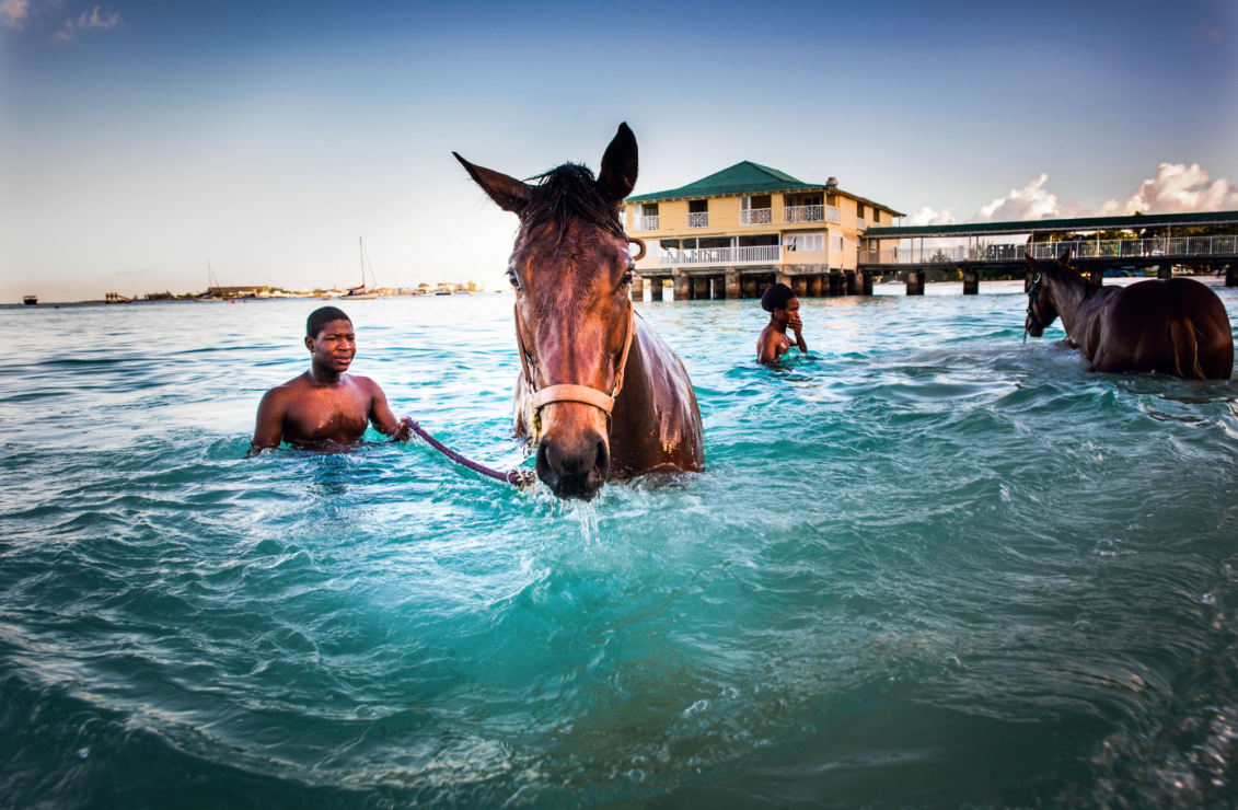 Codzienny rytuał: poranna kąpiel koni w oceanie