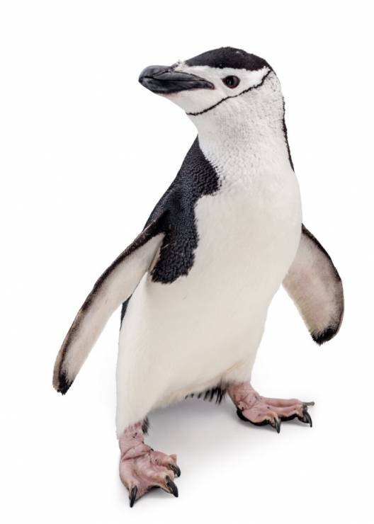 Pingwin maskowy