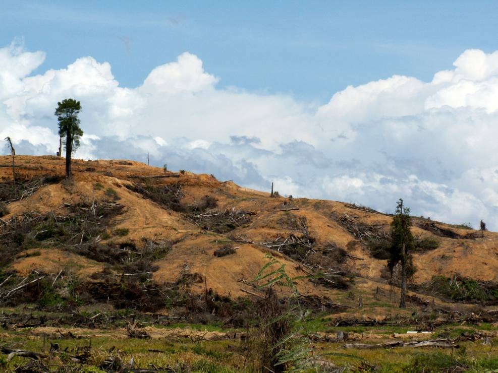 Dżungla Borneo wycięta pod uprawy palm