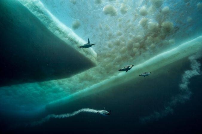 Rekordowe nurkowanie na Antarktyce