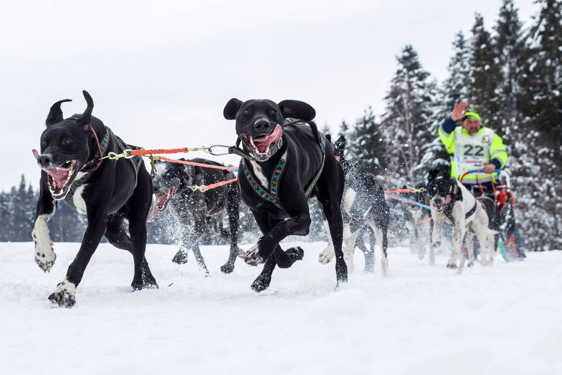 Fotografia pod tytułem Wyścig psich zaprzęgów „W krainie Wilka” autorstwa Macieja Goclona otrzymała trzecie wyróżnienie.