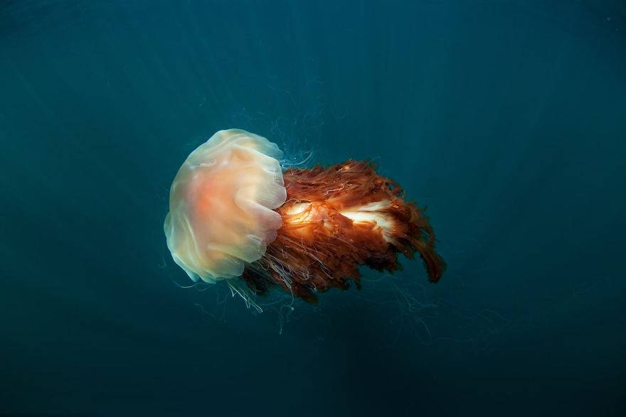 Lion's Mane Jellyfish, Natural World