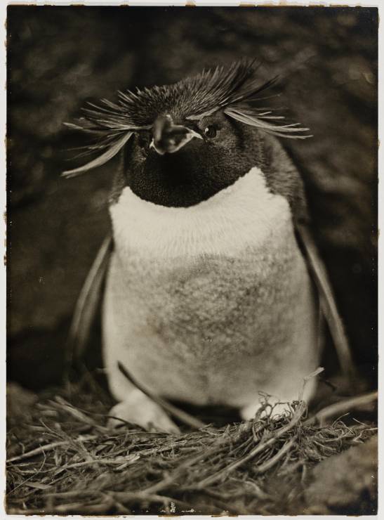 Pingwin Eudyptes