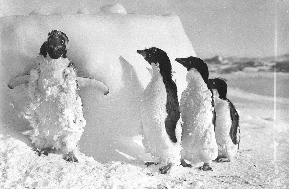 Zamrożone pingwiny Adeli po zamieci