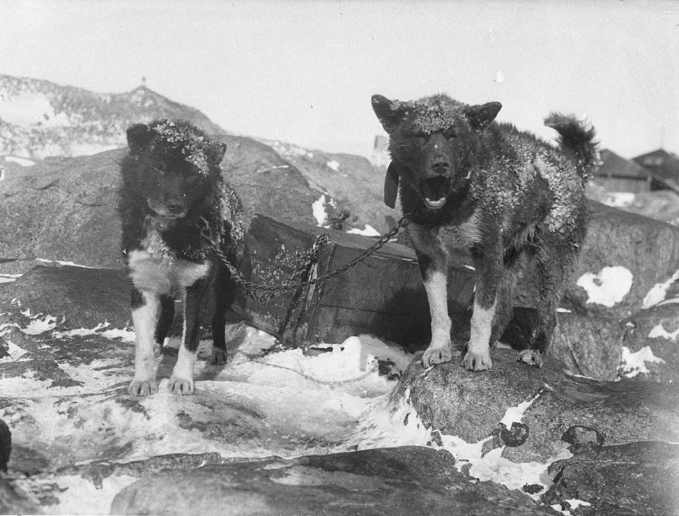 Bazyliszek i Imbir - dwa psy uczestników wyprawy