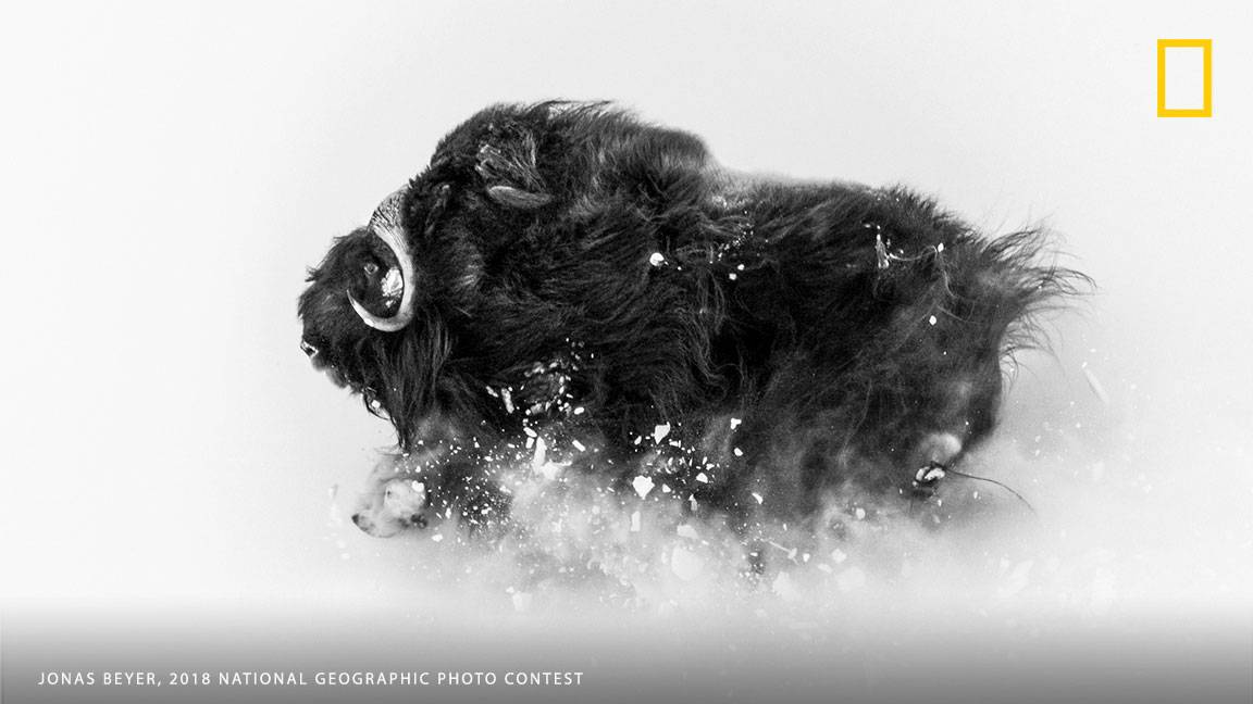 National Geographic Photo Contest 2018