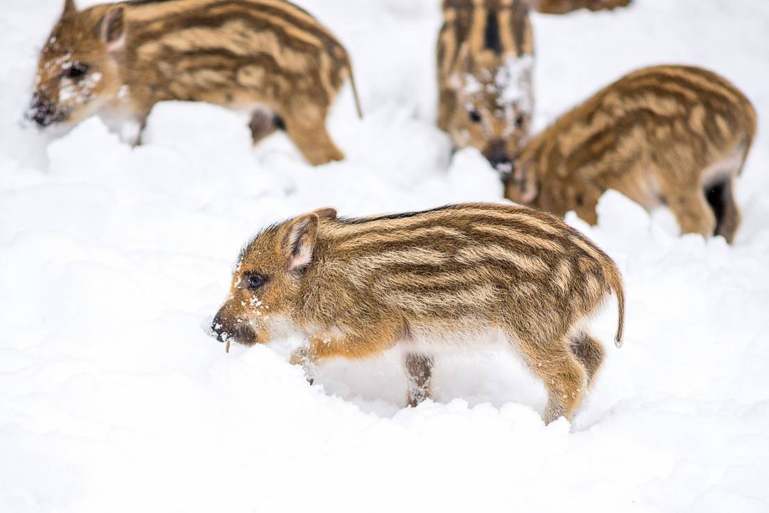 Do końca lutego mogą zostać zabite prawie wszystkie dziki. To będzie zagłada tego gatunku w Polsce