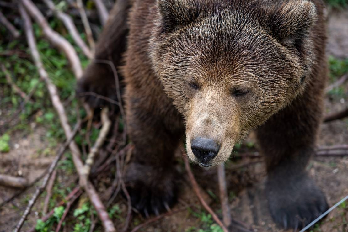 Azyl dla Niedźwiedzi Kuterevo