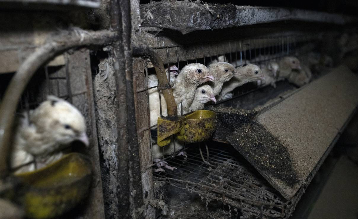 Hodowla przemysłowa, fermy futrzarskie - fotograf dokumentuje warunki, w jakich żyją zwierzęta hodowlane