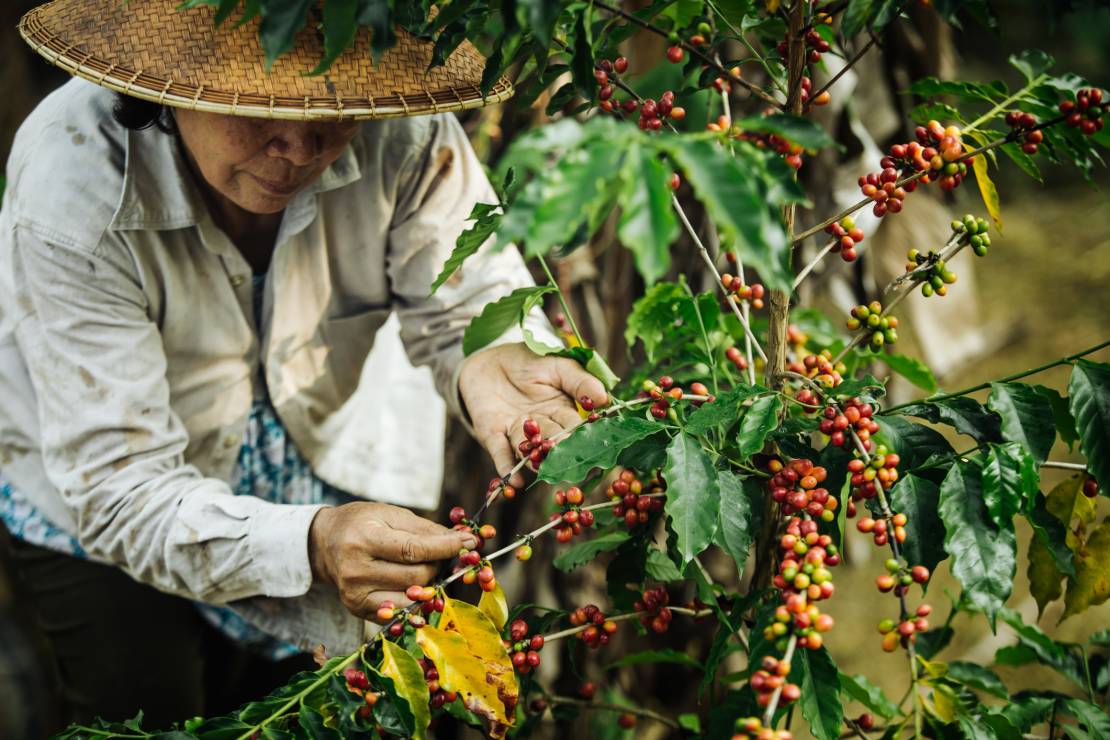 Wietnamska kawa odzyskuje dobre imię. Już niedługo będzie stawiać na nogi cały świat?