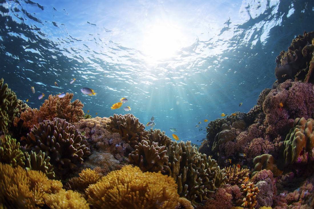 Światowy Dzień Oceanów. Zobacz, co TY możesz zrobić, by chronić bogactwo morskich ekosystemów