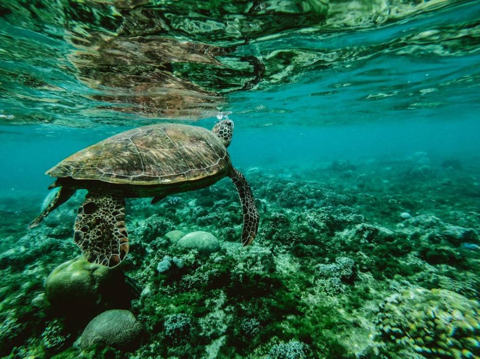 Światowy Dzień Oceanów. Zobacz, co TY możesz zrobić, by chronić morskie ekosystemy