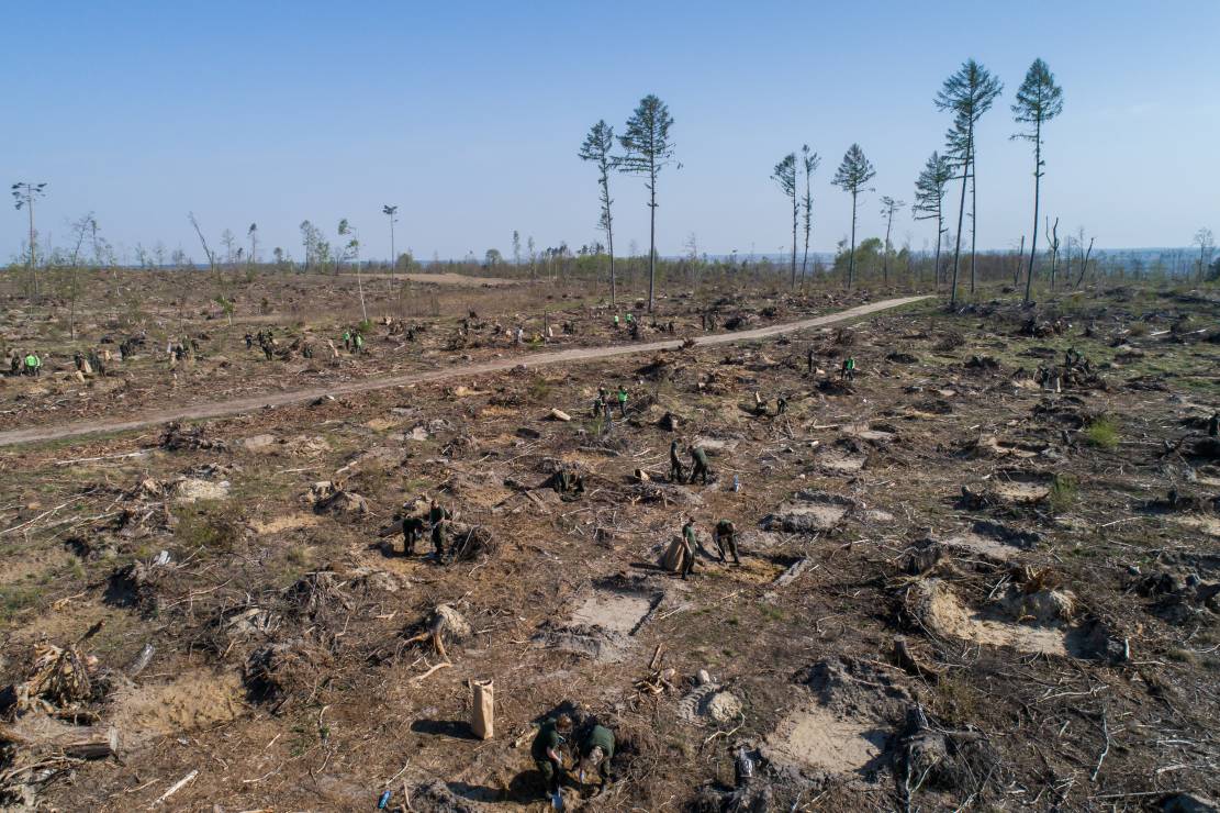 1.	Sadzenie dębów w nadleśnictwo Rytel, tam gdzie w sierpniu 2017r. przeszedł huragan. Aby odtworzyć zniszczone wtedy lasy, leśnicy posadzą w sumie ok. 220 mln drzew.