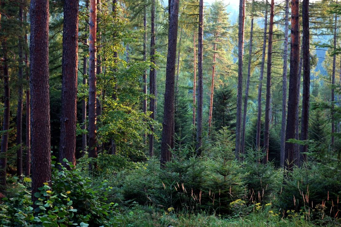 12.	Wielopokoleniowy i zróżnicowany gatunkowo las jest odporniejszy na różne zagrożenia.
