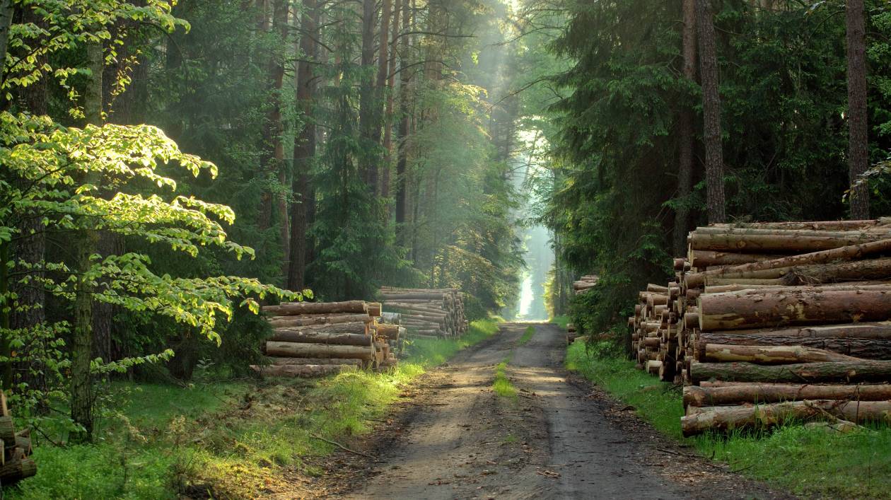 3.	Sosnowe drewno czekające na wywóz przy drodze w lasach Nadleśnictwa Zdrojowa Góra. Z Lasów Państwowych pochodzi ok. 90 proc. drewna potrzebnego polskiej gospodarce i obywatelom.
