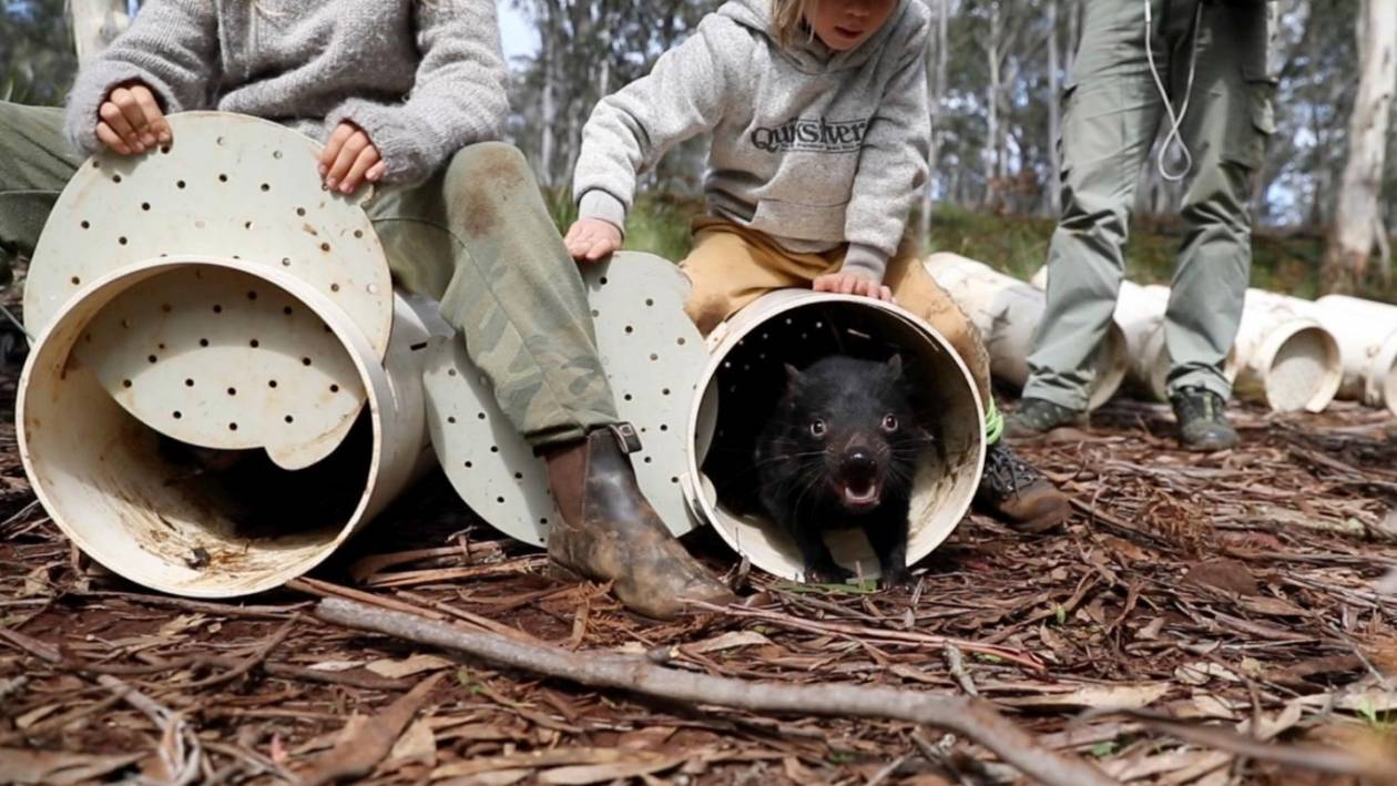 Diabły tasmańskie zostały wypuszczone do chronionego lasu eukaliptusowego (PHOTORGAPH COURTESY OF WILDARK)