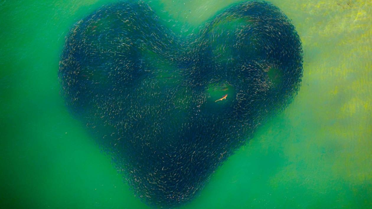 Love Heart of Nature by Jim Picôt – Zdjęcie Roku Drone Awards 2020
