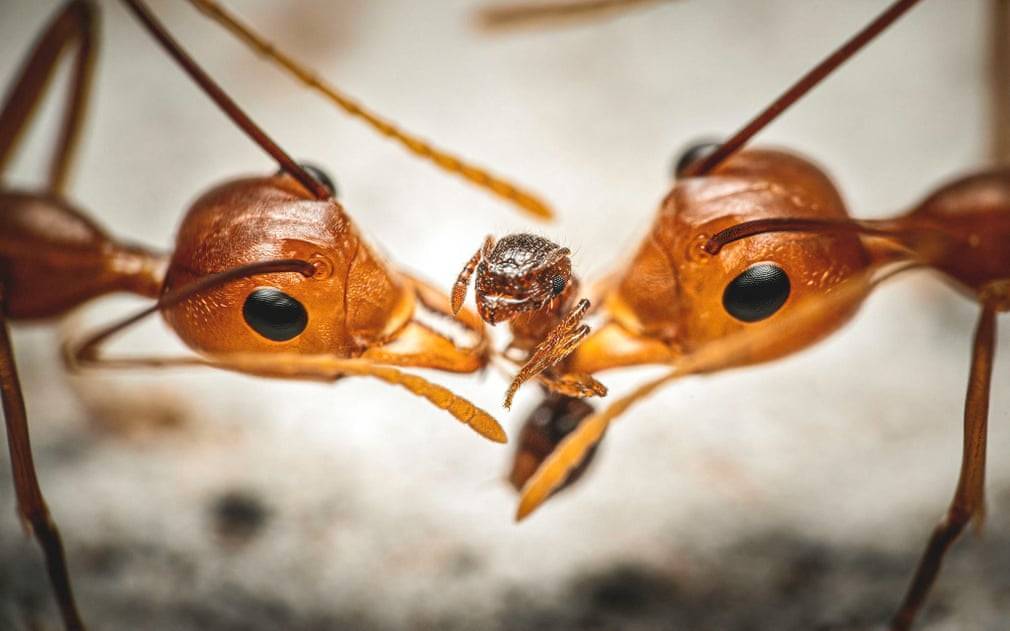 Luminar Bug Photographer of the Year 2020