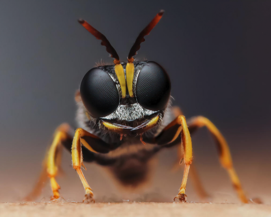 Luminar bug photographer of the year