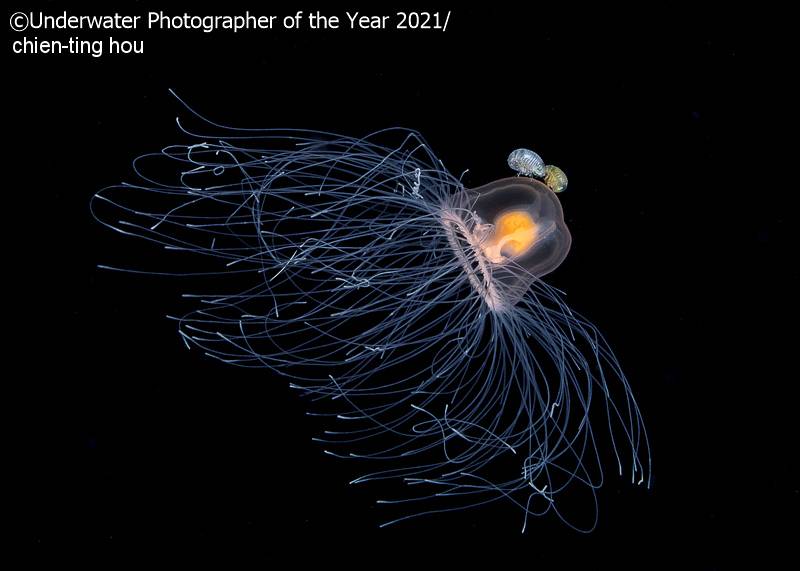Underwater Photographer of the Year 2021
