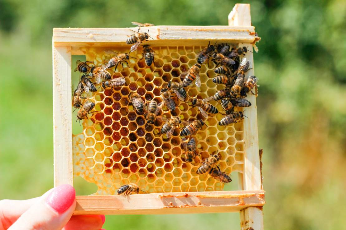 Pszczoły = życie. Oto 3 tipy, by pomóc je chronić