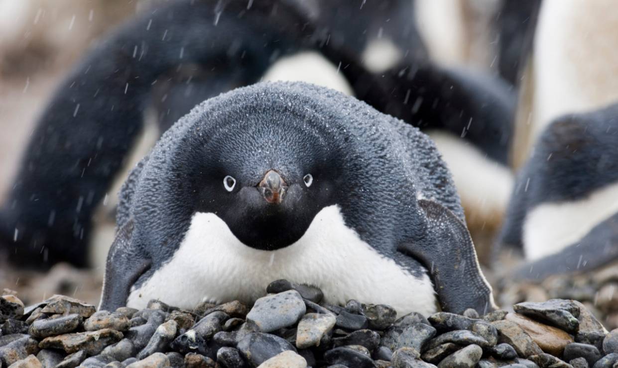 pingwin-bialooki