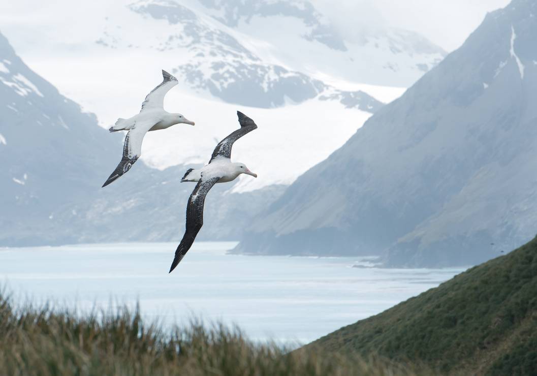 Albatrosy w locie