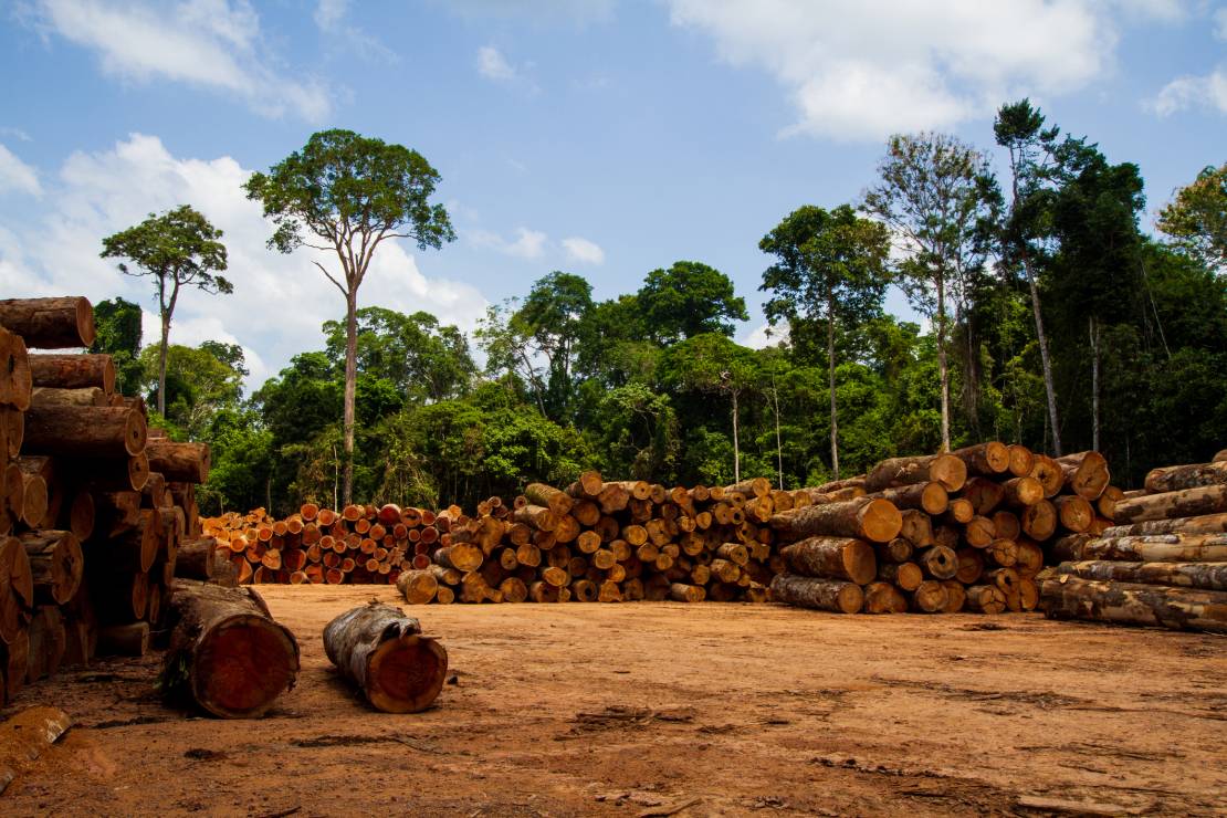 wylesianie Amazonii