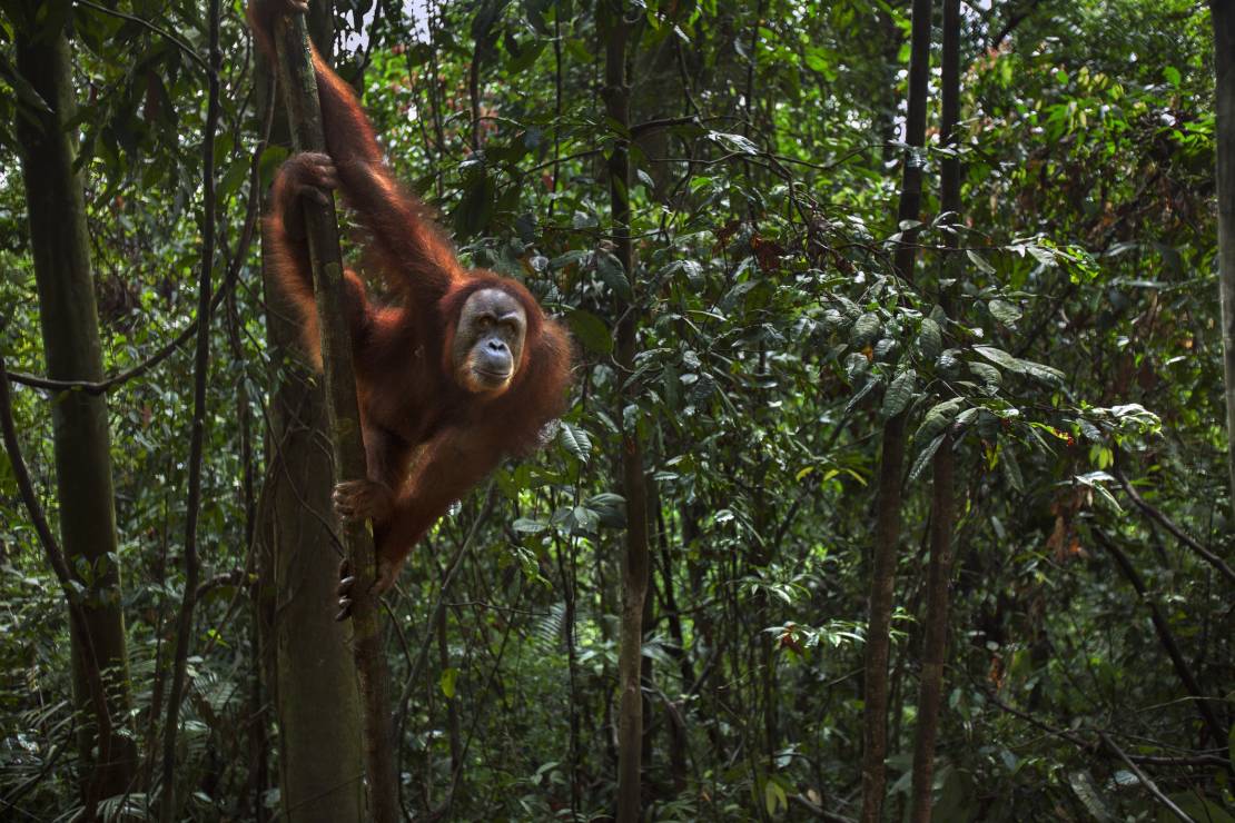 Orangutan sumatrzański