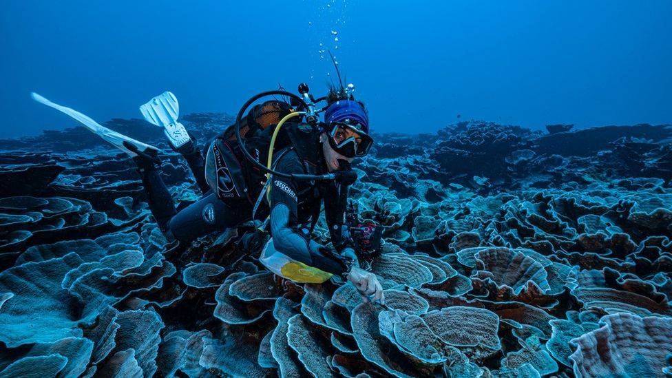 Nurek badający rafę koralową