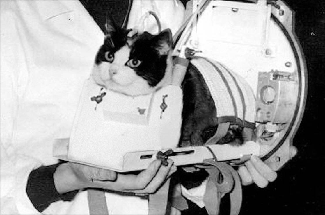 Félicette to pierwsza i jedyna kotka w kosmosie. Jaki los ją spotkał? (fot. CNES)