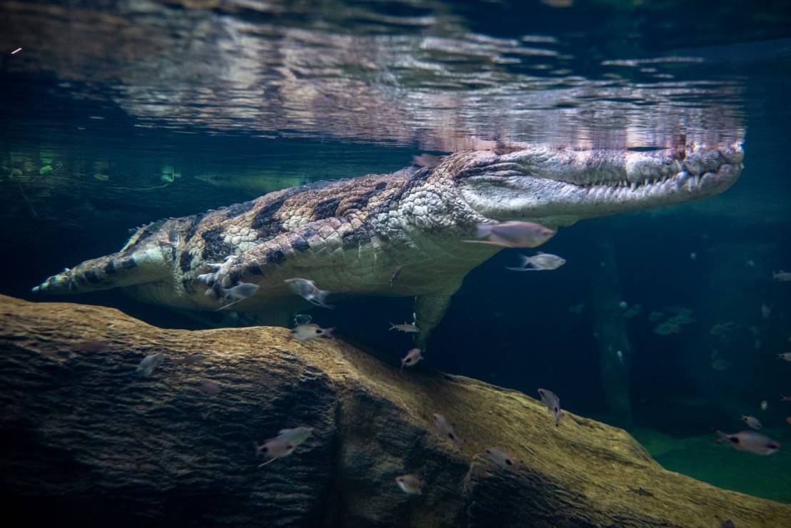 Egzotyczne gatunki, podwodny tunel i ochrona przyrody – nowe Orientarium w łódzkim zoo