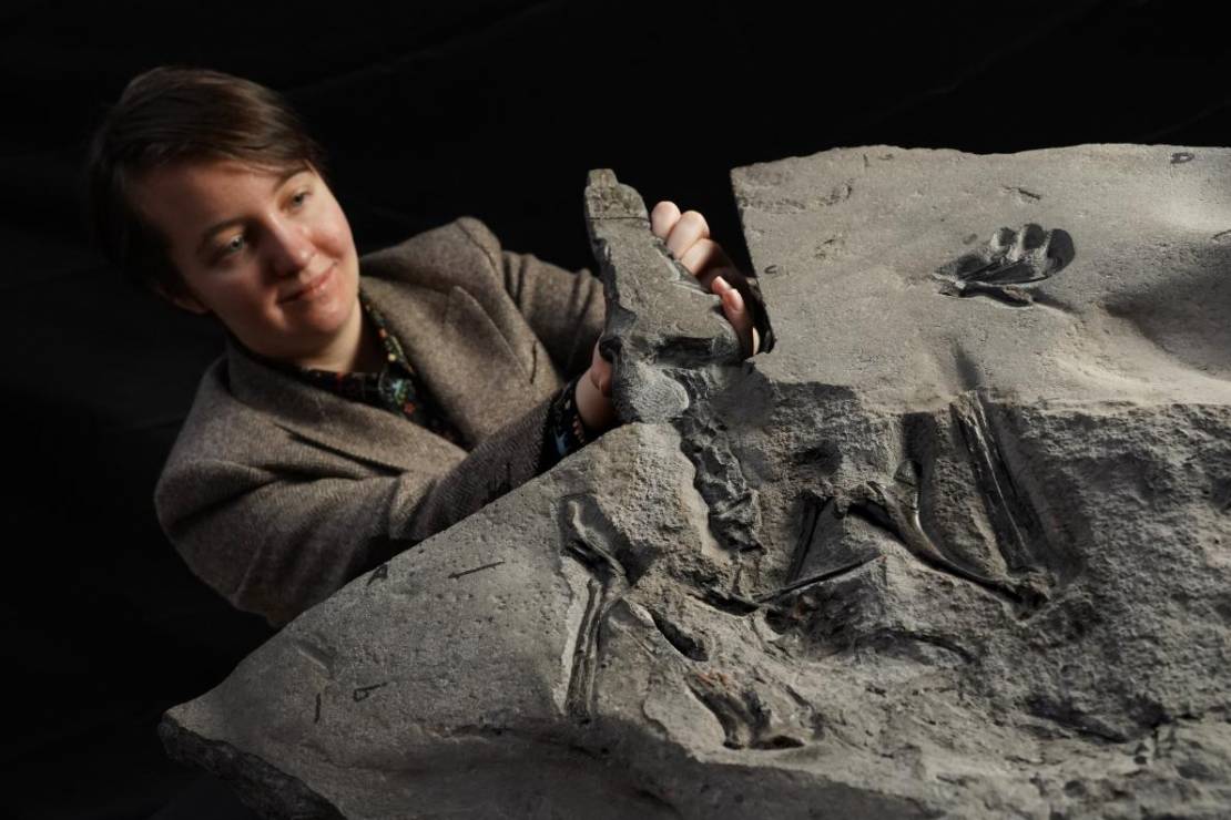 Natalia Jagielska prezentuje skamielinę pterozaura