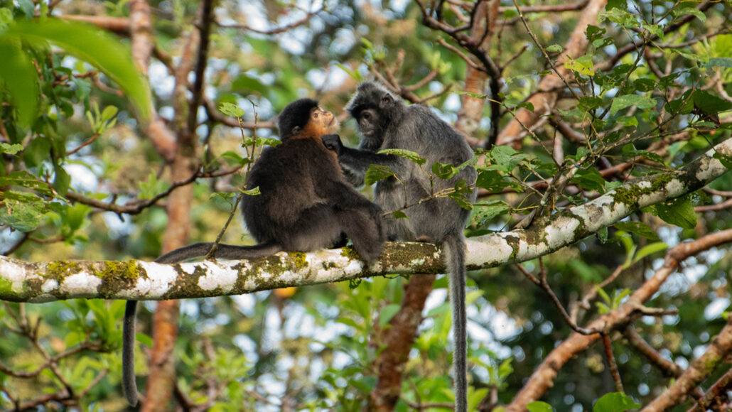Niezidentyfikowana małpa w Borneo