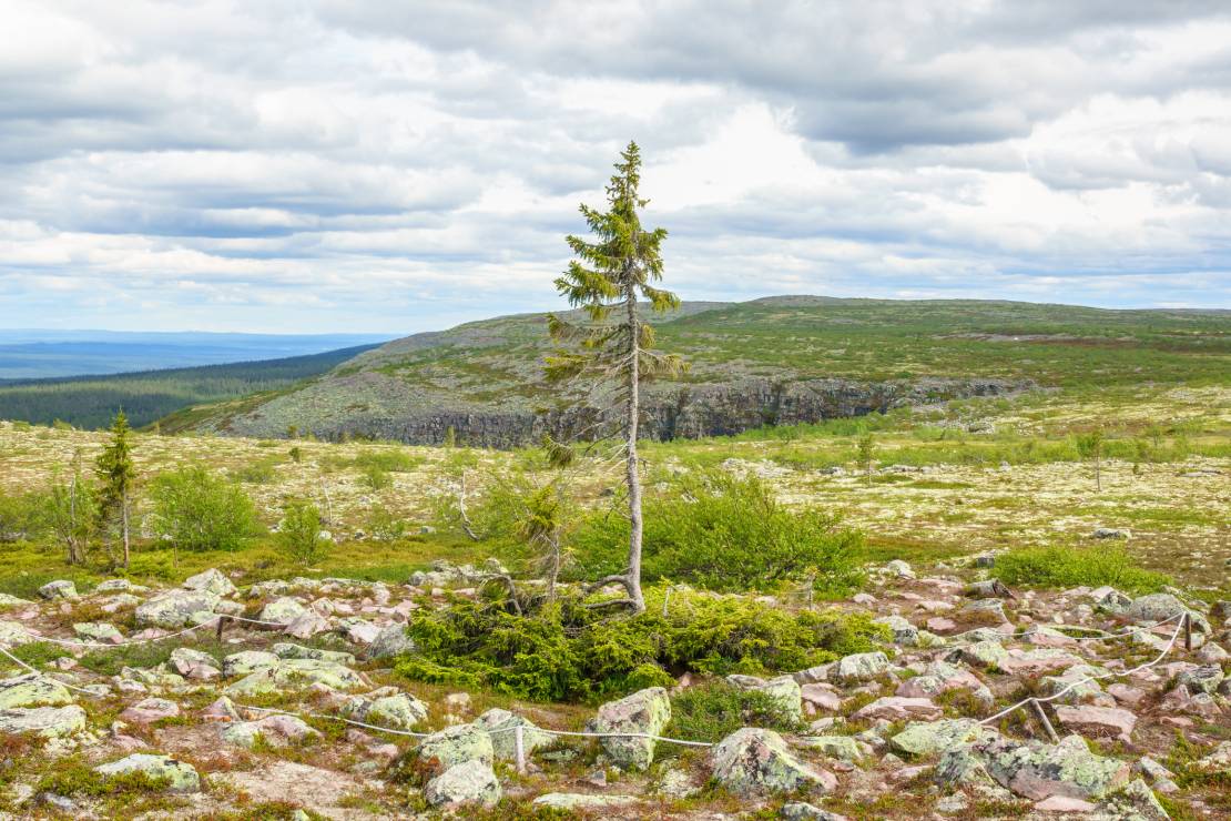 oto-najstarsze-drzewo-na-wiecie-ma-9-5-tysi-ca-lat-i-ro-nie-w-szwecji