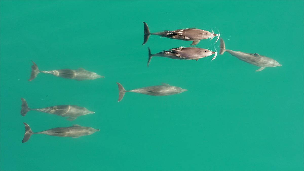 Delfiny zawierają najbardziej złożone sojusze w świecie zwierząt. Skuteczniejsi w kooperacji są tylko ludzie (fot. Simon Allen)