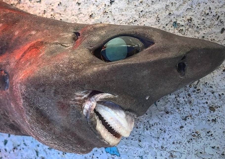 rekin wyłowiony u wybrzeży Australii