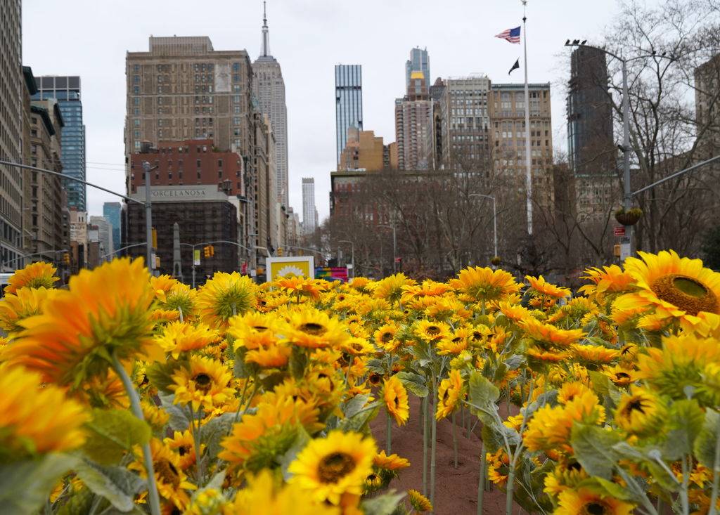 300 słoneczników stanęło w centrum Nowego Jorku