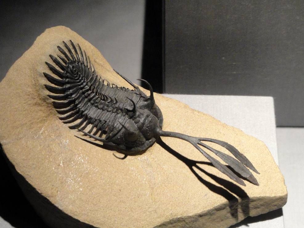 To dziwaczne stworzenie sprzed 400 mln lat miało na głowie trójząb. Naukowcy właśnie odkryli, do czego służył (fot. Daderot, Wikimedia Commons, CC0-1.0)