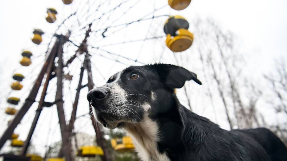 W Czarnobylu żyją setki psów. Jak katastrofa wpłynęła na pokolenia czworonogów?