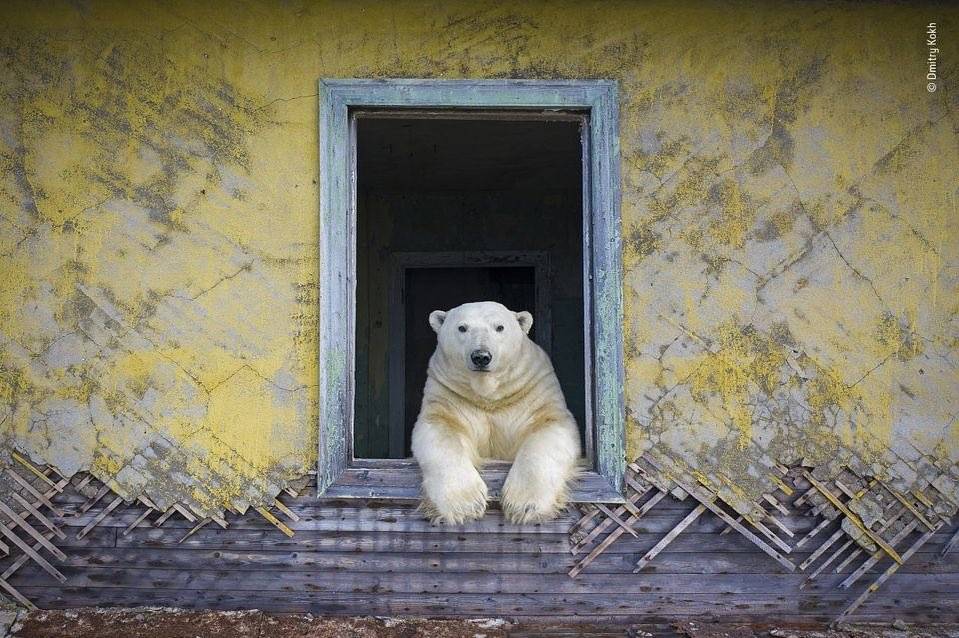 Niedźwiedzie polarne w opuszczonej stacji polarnej