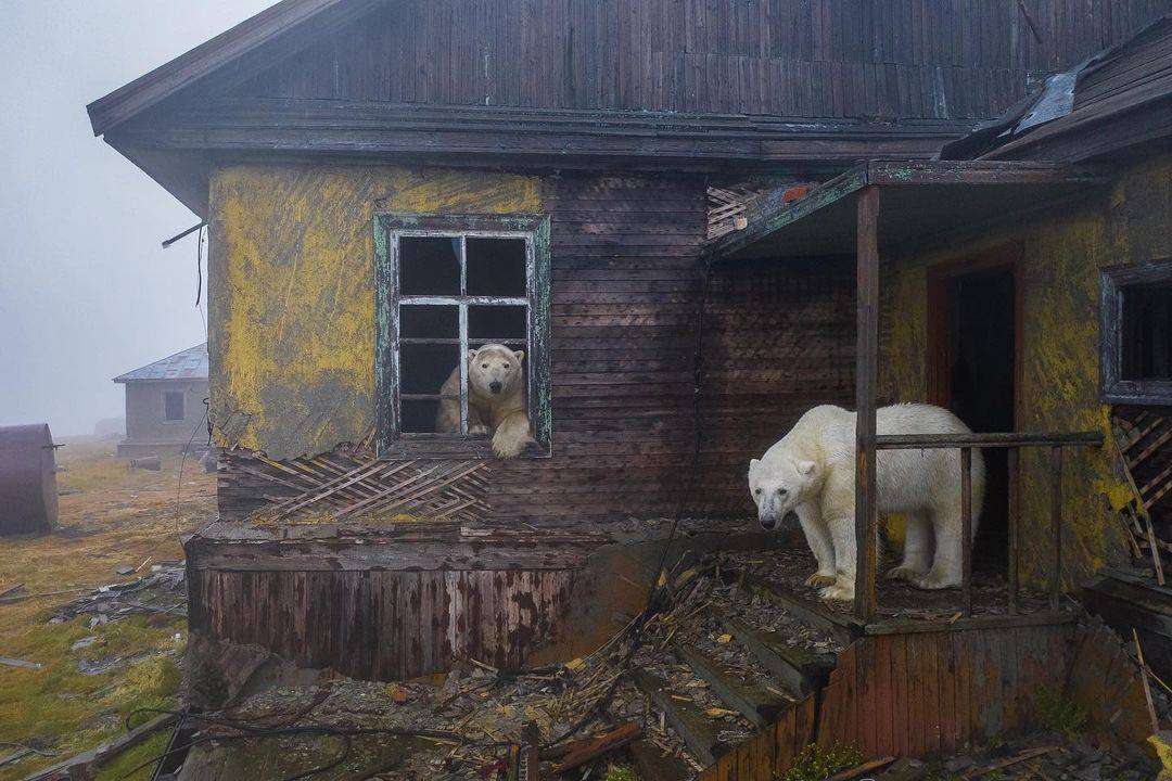 Niedźwiedzie polarne w opuszczonej stacji polarnej