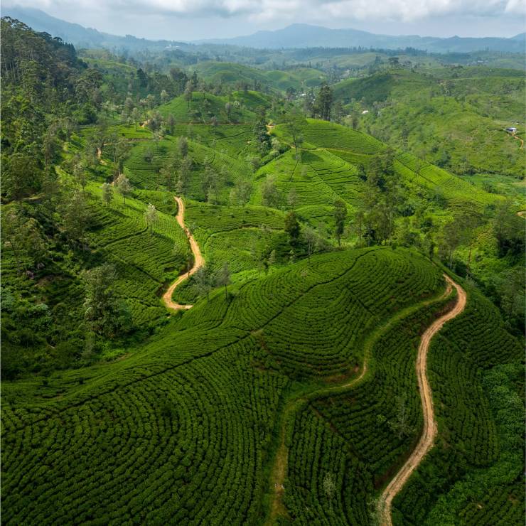 #16: Wędruj szlakami herbacianymi na Sri Lance
